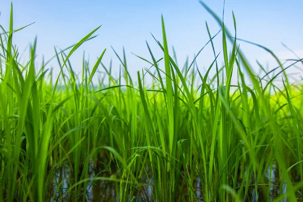 Agricultura Campo Arroz Verde Bajo Cielo Azul Montaña Nuevo Contryside — Foto de Stock