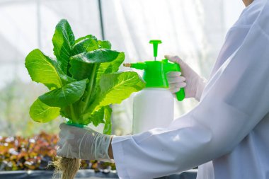 Böcek ilacıyla sebze sıkmak. Koruyucu eldiven giyen eller.