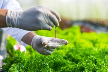 Bilimadamları çözeltiyi test eder, kimyasal inceleme, organik ve hidroponik çiftlikteki tazeliği kontrol eder.