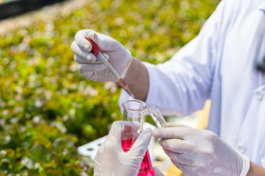 Bilimadamları çözeltiyi test eder, kimyasal inceleme, organik ve hidroponik çiftlikteki tazeliği kontrol eder.