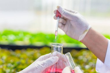 Bilimadamları çözeltiyi test eder, kimyasal inceleme, organik ve hidroponik çiftlikteki tazeliği kontrol eder.