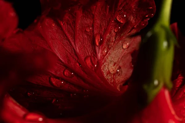 Gota Agua Flor Roja Después Fondo Lluvioso Negro — Foto de Stock