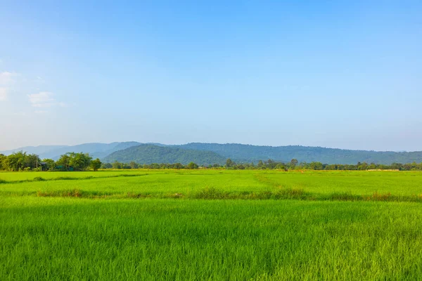 Agriculture Green Rice Field Blue Sky Mountain Back Contryside Farm — Stock Photo, Image