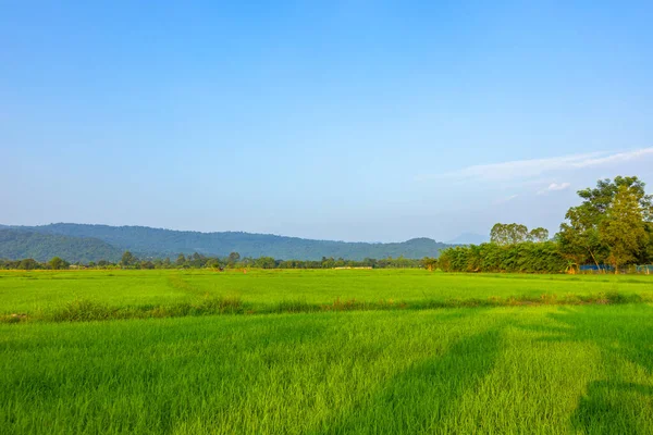 Agriculture Rizière Verte Sous Ciel Bleu Montagne Retour Campagne Concept — Photo