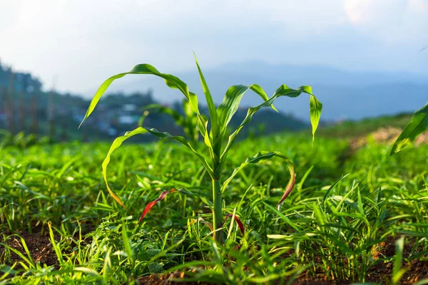 Jóvenes Plantas Maíz Verde Tierras Cultivo Granja Maíz Agricultura Concepto — Foto de Stock