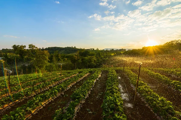 Schöner Erdbeerbauernhof Morgen — Stockfoto