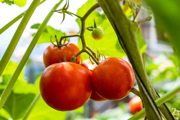 Beautiful Red Ripe Heirloom Tomatoes Grown Greenhouse — Stock Photo, Image