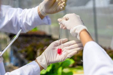 Bilimadamları çözeltiyi test eder, kimyasal inceleme, organik ve hidroponik çiftlikteki tazeliği kontrol eder.