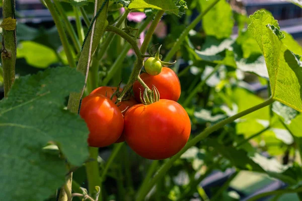 Beautiful Red Ripe Heirloom Tomatoes Grown Greenhouse — Stock Photo, Image