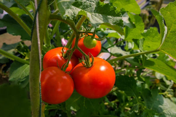 Mooie Rode Rijpe Erfstuk Tomaten Geteeld Een Kas — Stockfoto
