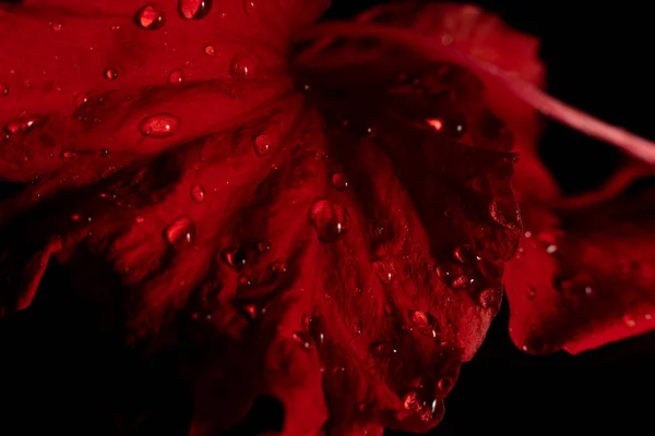 Gota Agua Flor Roja Después Fondo Lluvioso Negro — Foto de Stock