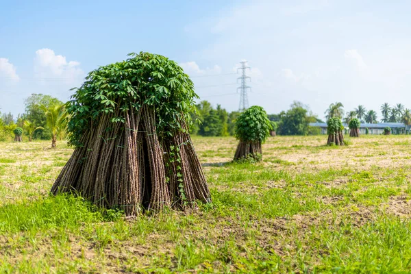 Tapiokafelder Maniok Anbauen Vorbereitungen Für Die Bepflanzung Des Cassava Feldes — Stockfoto