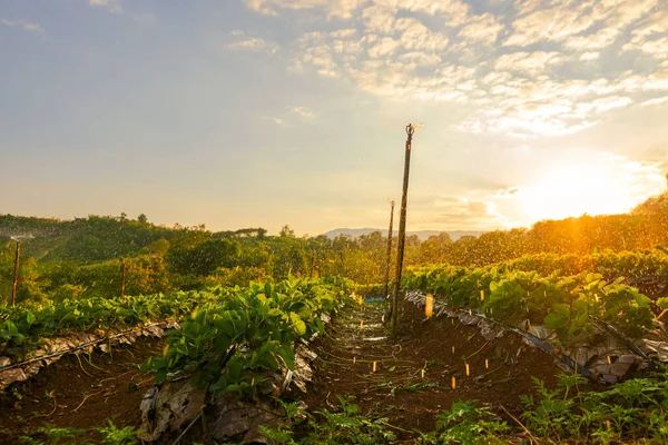 Schöner Erdbeerbauernhof Morgen — Stockfoto