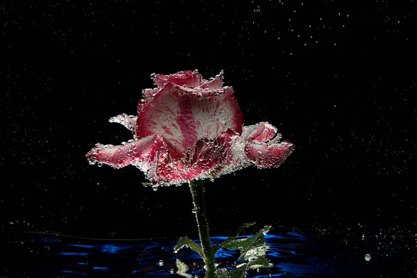 flower rose in drops of water