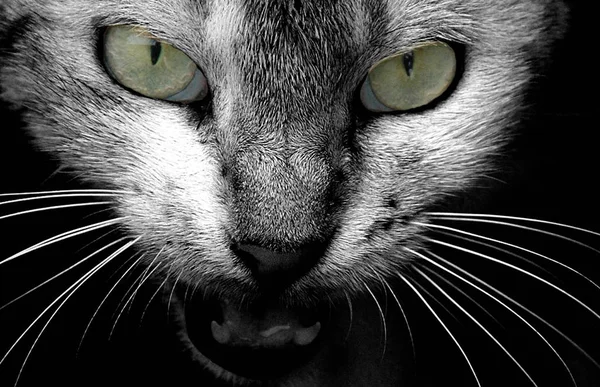 Foto Close Rosto Gato — Fotografia de Stock