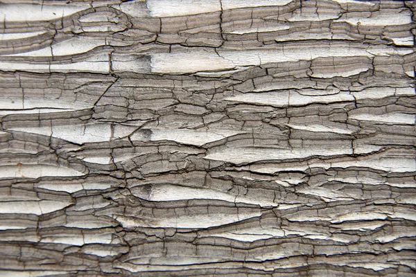 Palm tree kora tekstura tło wzór — Zdjęcie stockowe