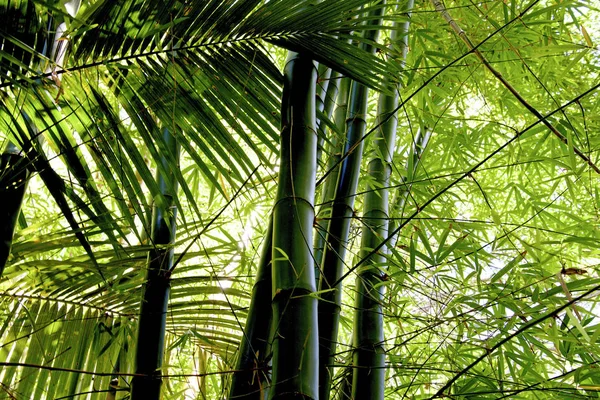 Boschetto di bambù, foresta di bambù a Reunion, Francia — Foto Stock