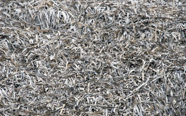 สาหร่ายแห้งขัดริมทะเล — ภาพถ่ายสต็อก