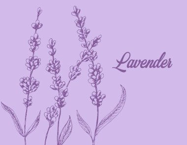 Lavender.EPS