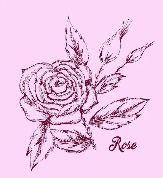 Dessin Fleurs Roses — Image vectorielle