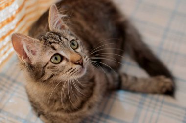 çizgili kedi arıyorum