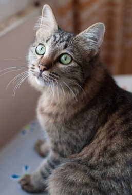 çizgili kedi arıyorum