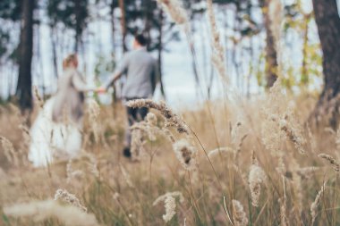 iğneler ormanda büyüyen bir spikelet 