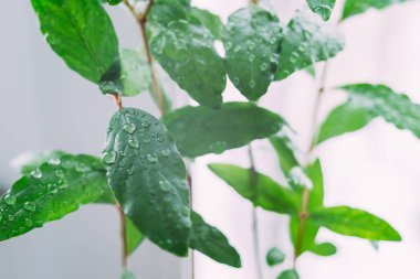 yeşil garnet su damlaları ile bırakın 