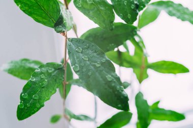 beyaz arka plan üzerinde su damlaları ile yeşil bırakın