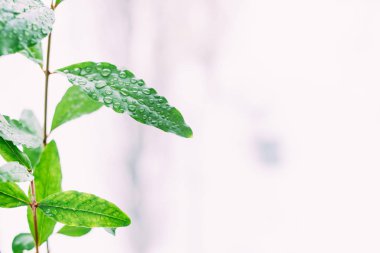 su büyümeleri damla ile yeşil garnet bırakın 