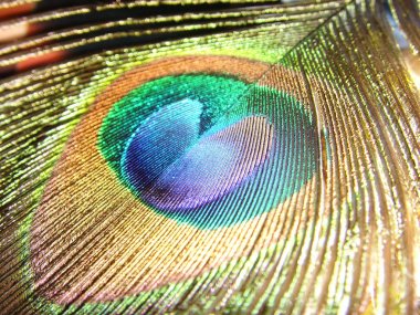 bir tavus kuşu tüyü için mavi kalp