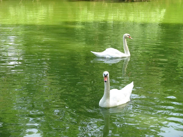 Two swans on the river in garden — Stock Photo, Image