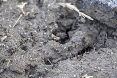 Karınca yuvasının yanındaki siyah karıncalar