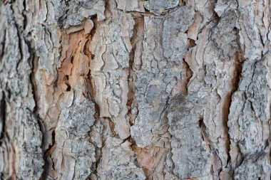 Arka plandaki ağaç, ağaç deseni, ağaçtaki ahşap desenlerin yakın görüntüsü..
