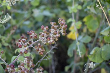 Yaz bahçesinde yabani rapsberry. Çalının üzerinde kırmızı yabani bahçe ahududu ve yeşil yapraklı makro kaplama..