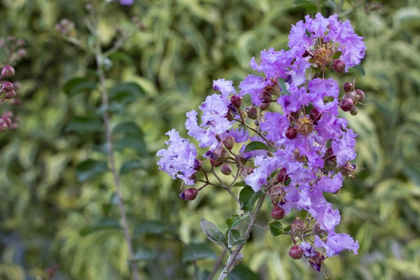 美しい青紫色の花の閉鎖 選択的なソフトフォーカス フィールドの浅い深さ 花よりも鮮やかなイメージ — ストック写真