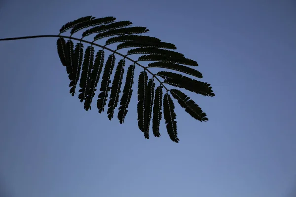 青空の背景に美しい木の葉 熱帯は青い背景に熱帯の木を残します — ストック写真