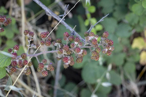 Wild rapsberry in summer garden. Red wild garden raspberry on the bush with green leaves macro close up.