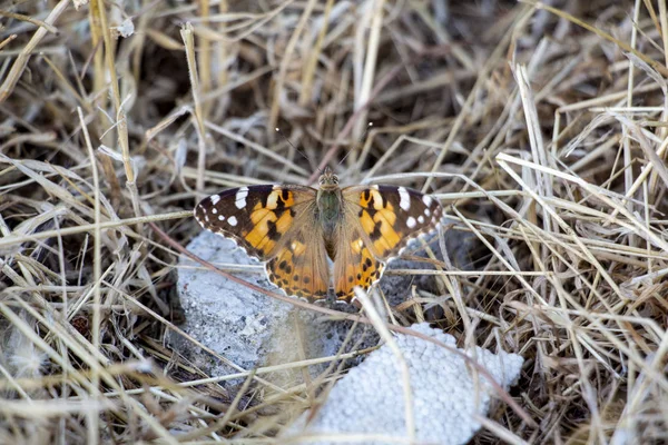 Papillon Dans Habitat Naturel Papillon Monarque Sur Nature Papillon Photographié — Photo