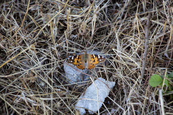 Butterfly in nature habitat. Monarch butterfly on nature. Butterfly photographed with green leaves background. Sunlight in summer in the spring close-up of a macro butterfly.