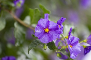 Mor renk çiçekleri, yeşil küçük yapraklar, bulanık ve doğal arkaplan, yakın çiçek..
