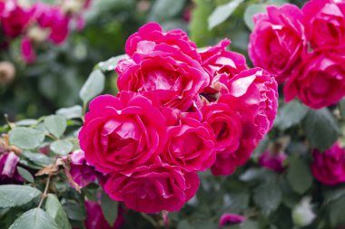 Doğa bahçesinde çiçek açan güzel bir gül ve yeşil yapraklar, bulanık bir arka plan. Bahçedeki kırmızı güllerin ayrıntıları.