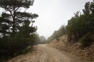 Köknar ormanlı puslu bir manzara. Ormanda sisli bir sabah. Sisteki dağ ağaçları. Sisli çam ağaçları orman manzarası