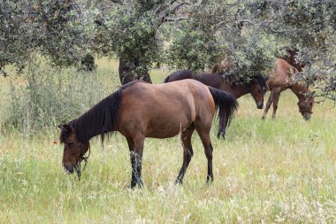 Kahverengi at tarlada ot yiyor, atlar çayırda otluyor.