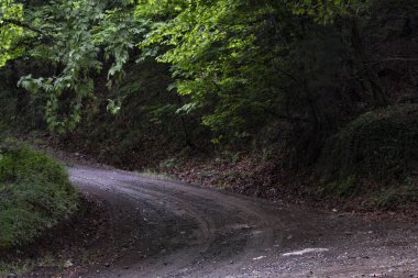 Yokuş yukarı, dağ yolu, orman arka planı, ormandaki dağ yolu..