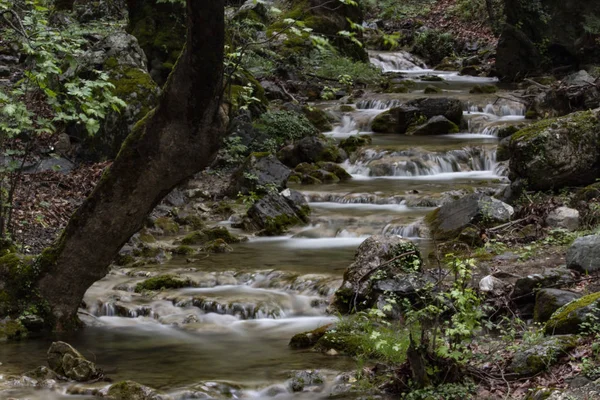 森や木々の中の川 深い山の森の中の川 自然の構成 森の奥の小さな川 — ストック写真