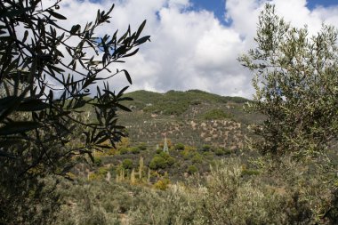 Zeytin ağaçlarının ekilmesi ve güzel manzara, bulutlu mavi gökyüzü sahnesi