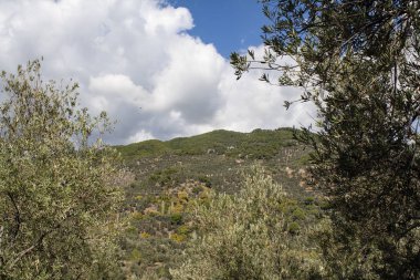 Zeytin ağaçlarının ekilmesi ve güzel manzara, bulutlu mavi gökyüzü sahnesi