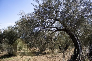 Topraktaki zeytin ağaçları, zeytin ağaçları ve bulutlu mavi gökyüzü.