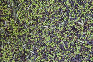 Yapraklı siyah zeytin ağacı, zeytin dalı, zeytin hasadı, zeytin dalı.